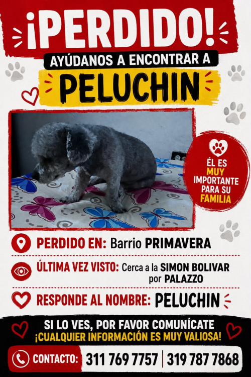 Peluchín