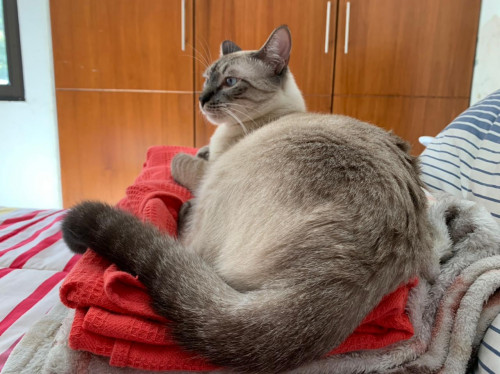 Coco