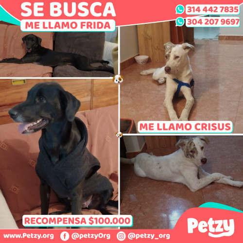 Banner de Frida Y Crisus
