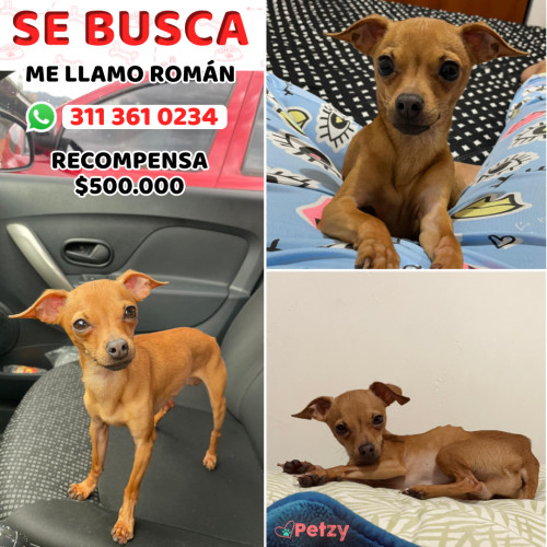 Foto de mascota Román