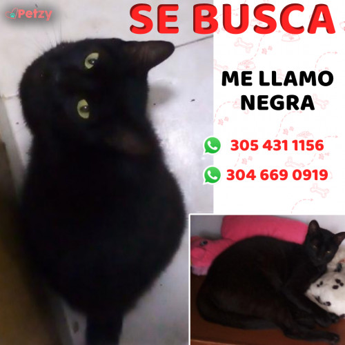 Foto de mascota Negra