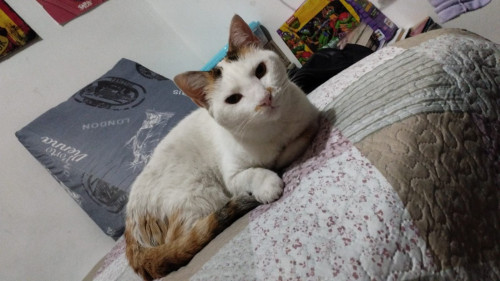 Miaussi