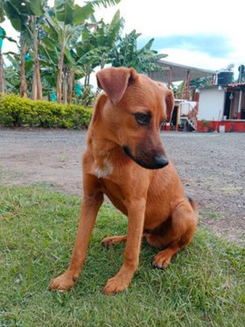 Pipo