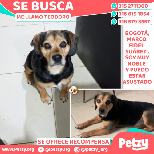 Foto de mascota Teodoro