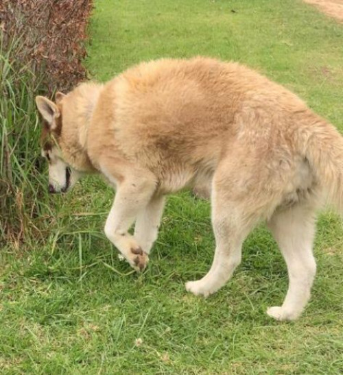 Balto