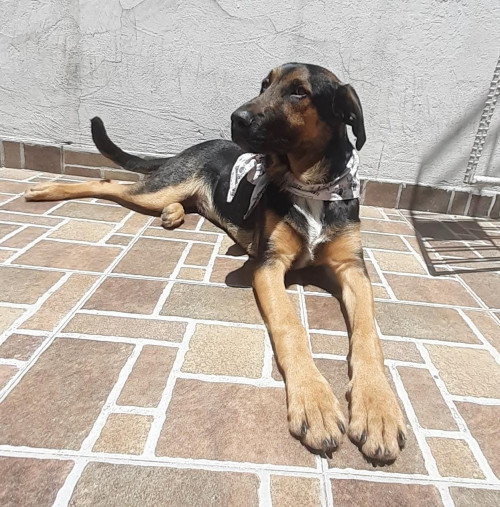 Sansón
