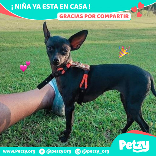 Foto de mascota Niña