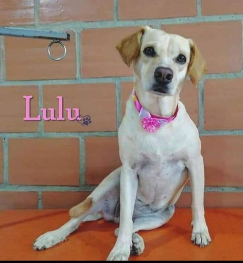 Lulú
