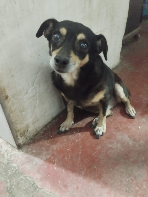 Princesa