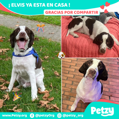 Foto de mascota Elvis