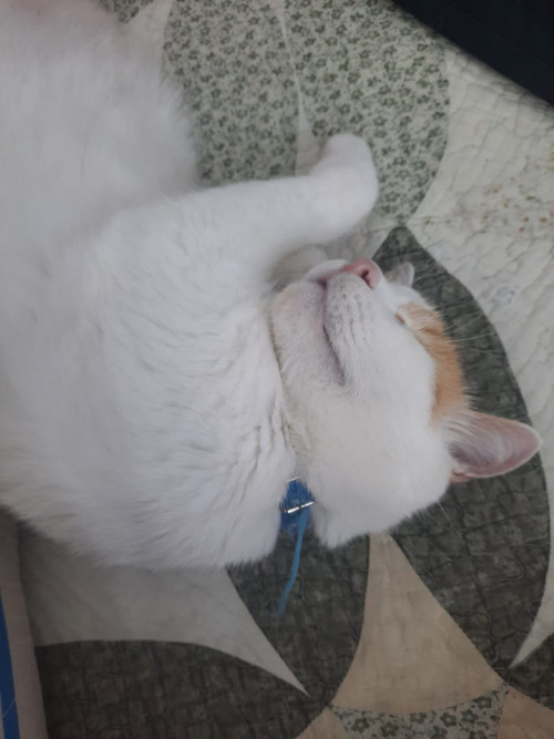 Milu