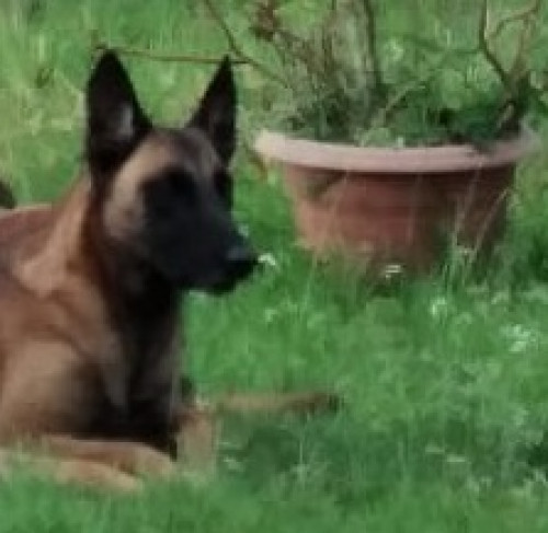 Kira