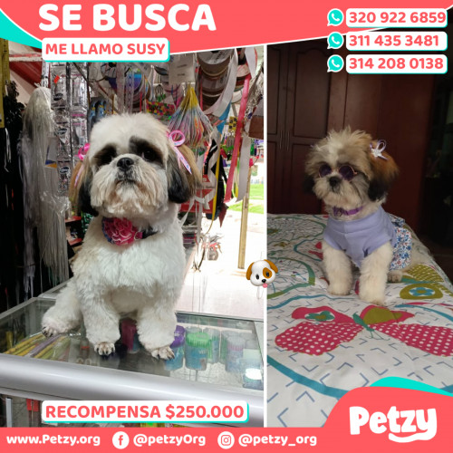 Banner de Susy