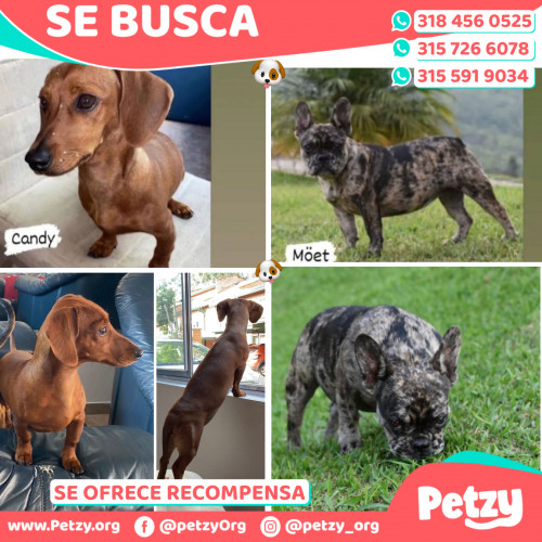 Foto de mascota Candy Y Moet