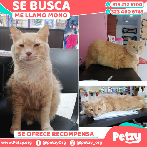 Foto de mascota Mono