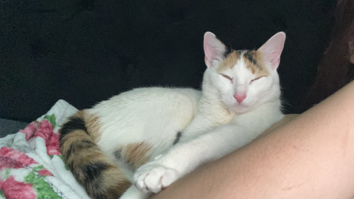 Nina