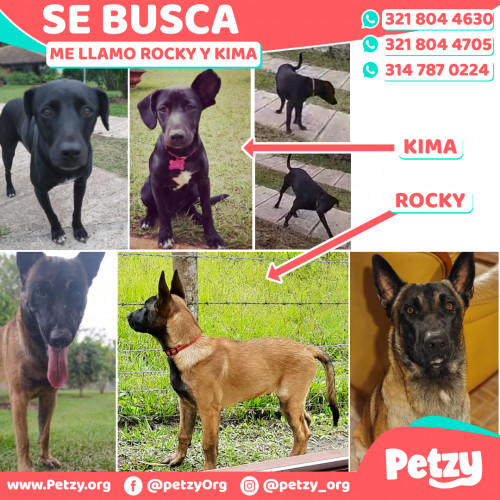 Foto de mascota Rocky Y Kima