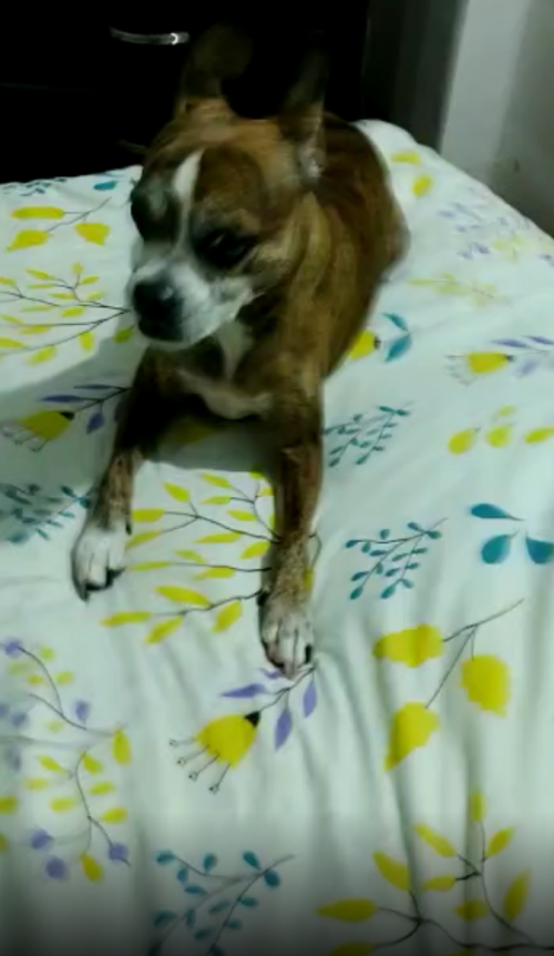 Milo