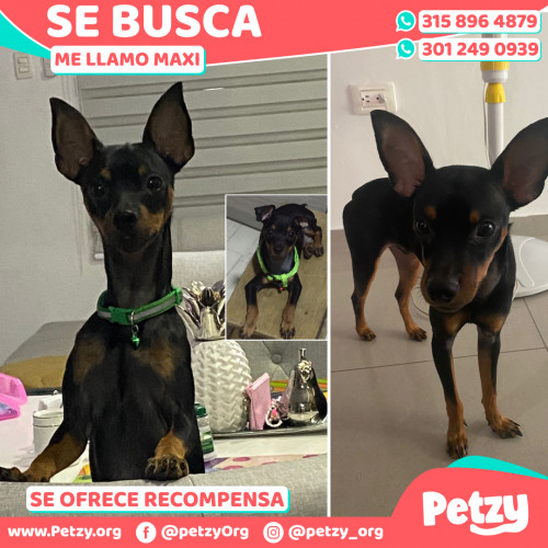 Foto de mascota Maxi