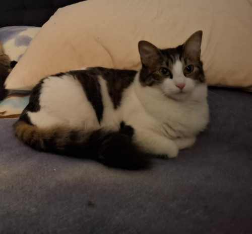 Nala