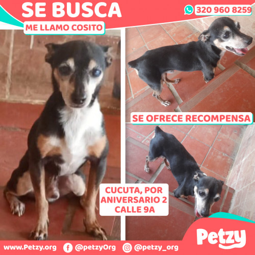 Foto de mascota Cosito