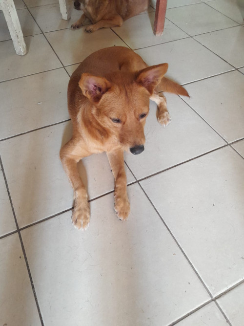 Peluchina