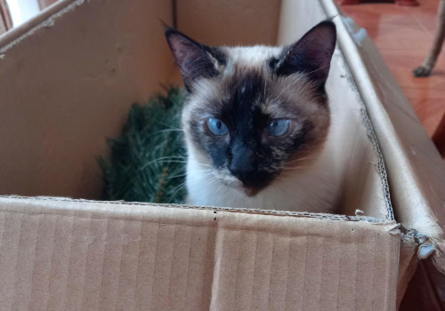 Perla