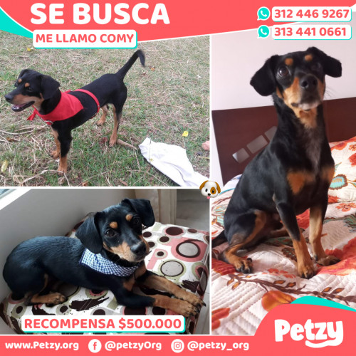 Foto de mascota Comy