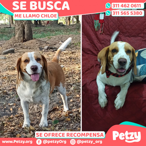 Foto de mascota Chloe