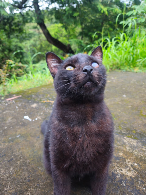 Salem