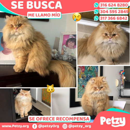 Foto de mascota Mío