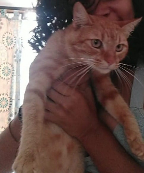 Monito