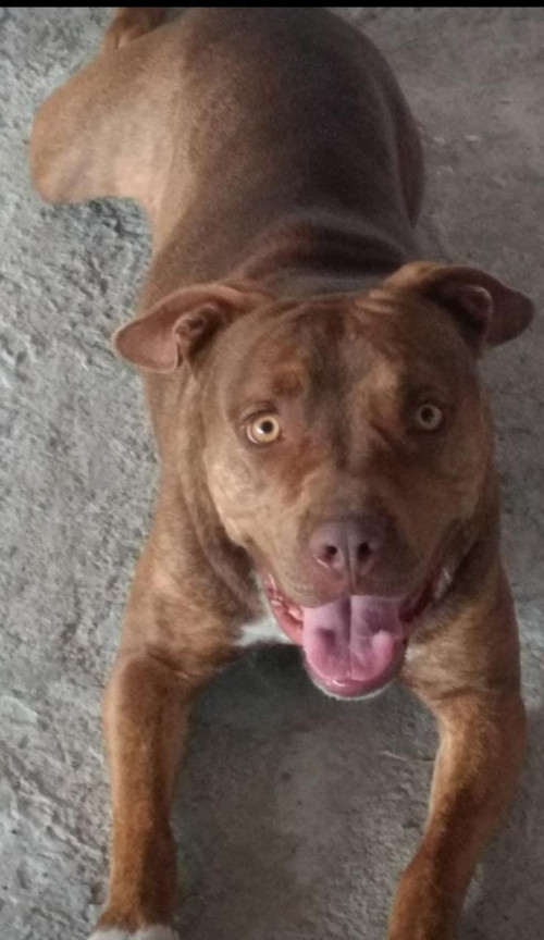 Milo