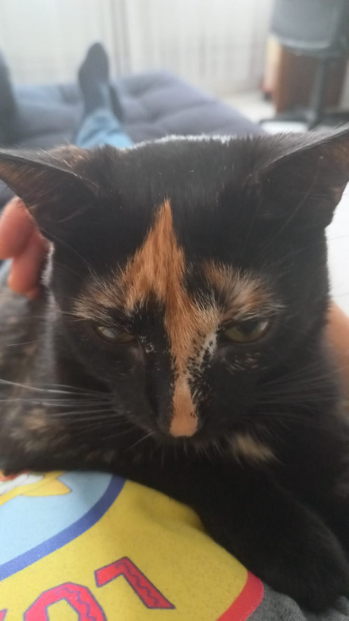 Kitty