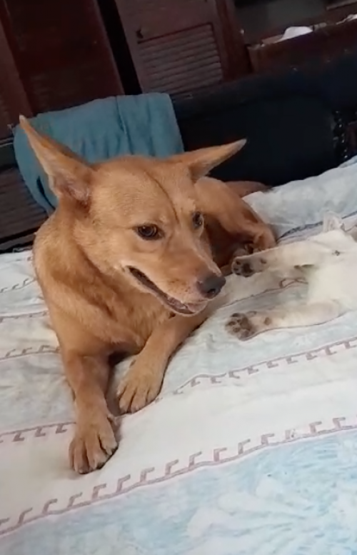 Peluchina