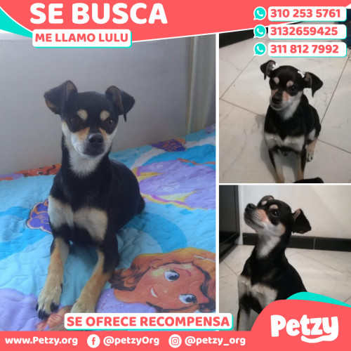 Foto de mascota Lulu