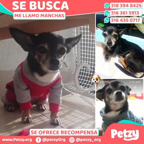 Foto de mascota Manchas