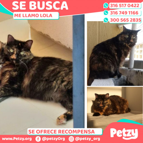 Foto de mascota Lola