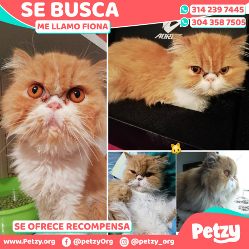 Foto de mascota Fiona