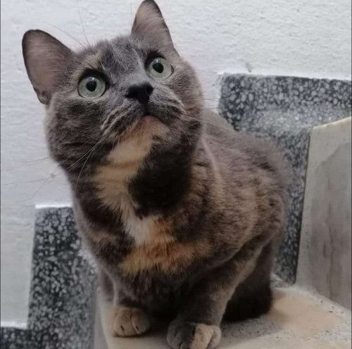 Molly