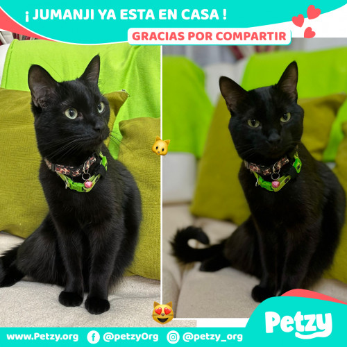 Foto de mascota Jumanji