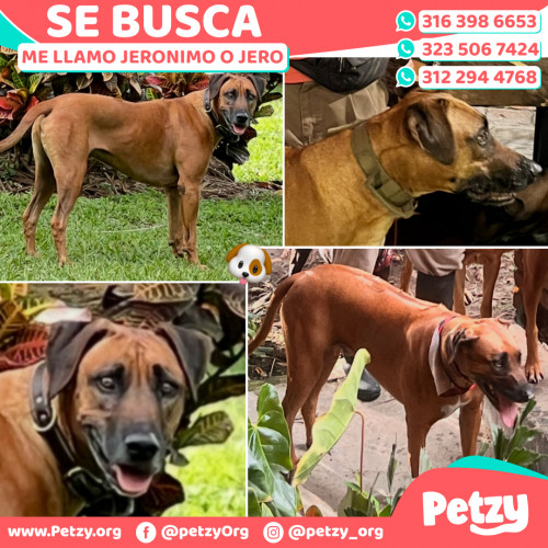 Foto de mascota Jeronimo O Jero