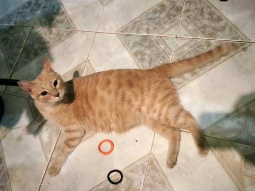Max
