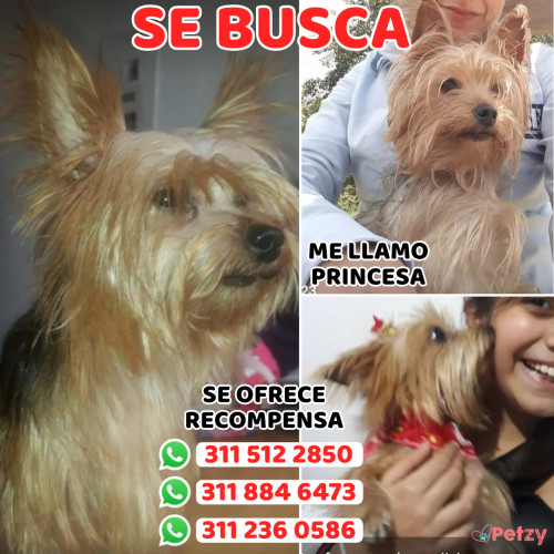 Foto de mascota Princesa