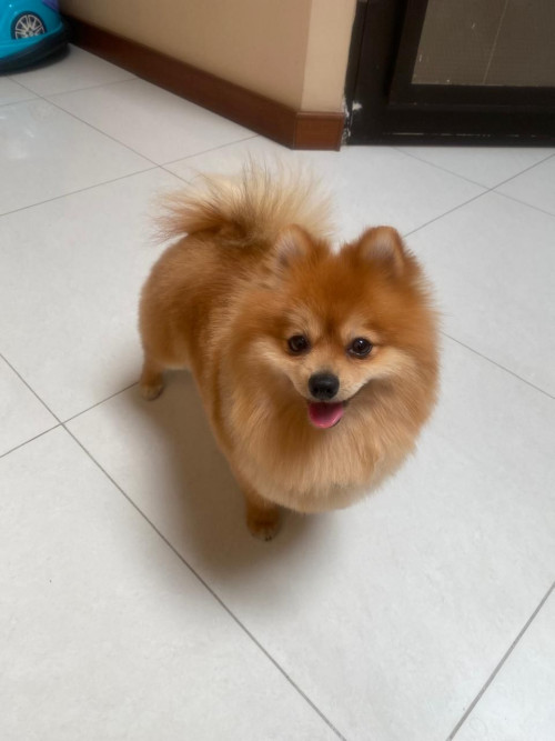 Cookie