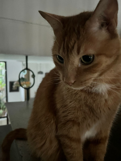 Romeo
