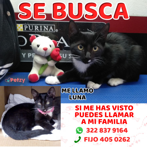 Foto de mascota Luna