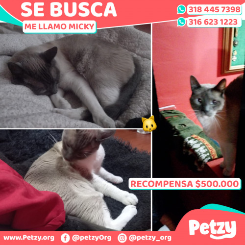 Foto de mascota Micky