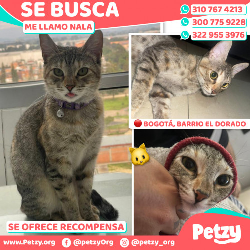 Foto de mascota Nala