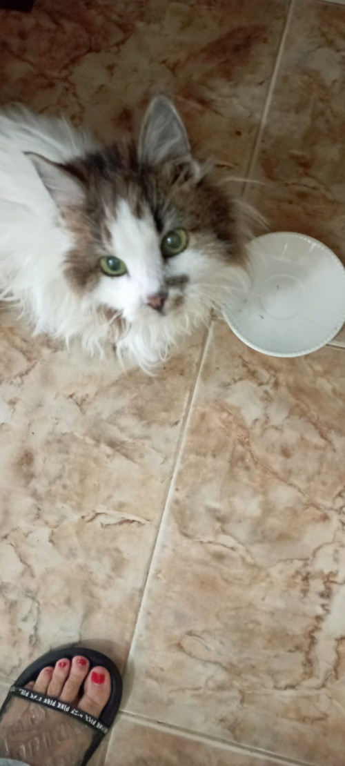 Peluza